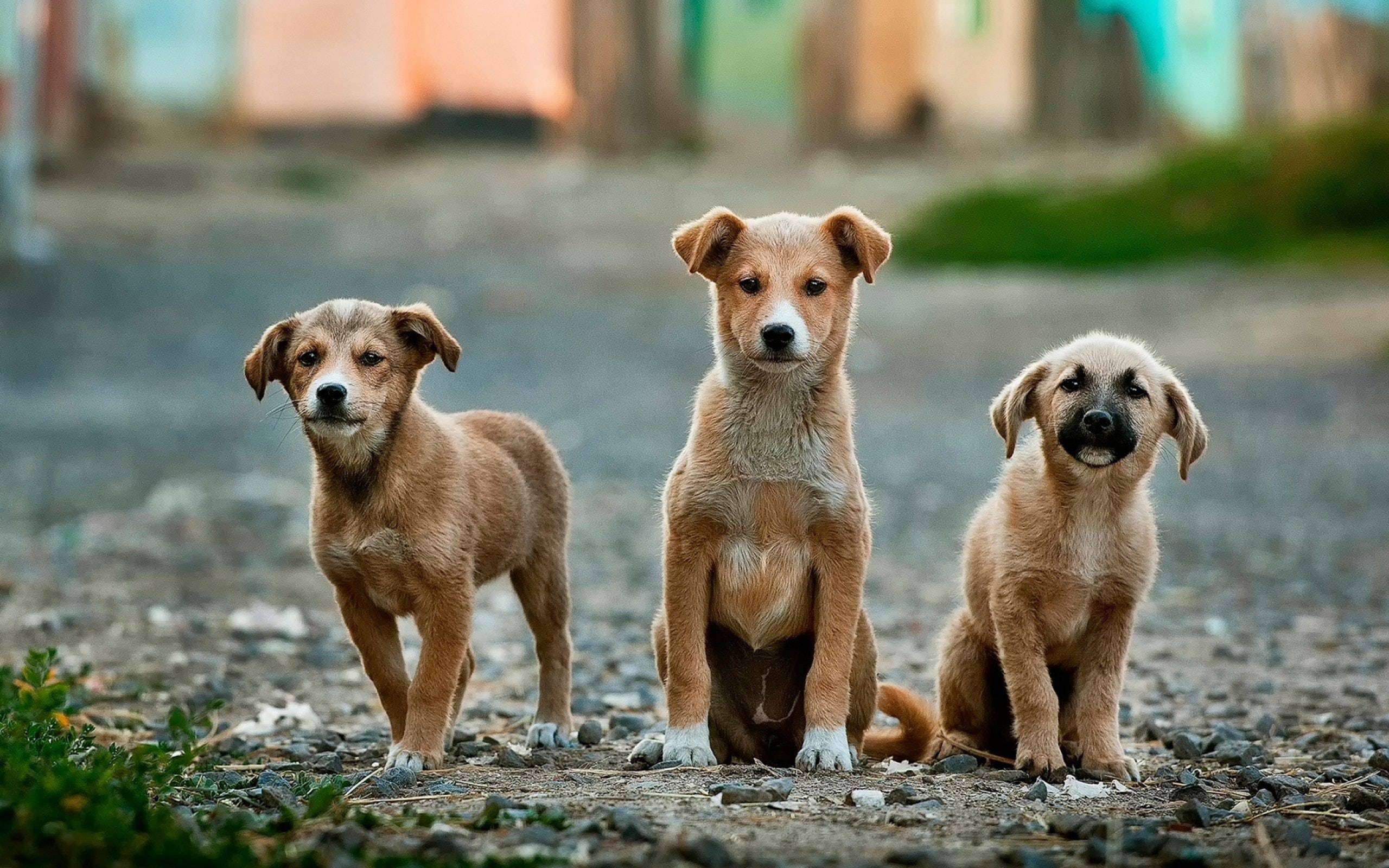 Éviter l’erreur de casting : adopter le chien qui vous correspond.