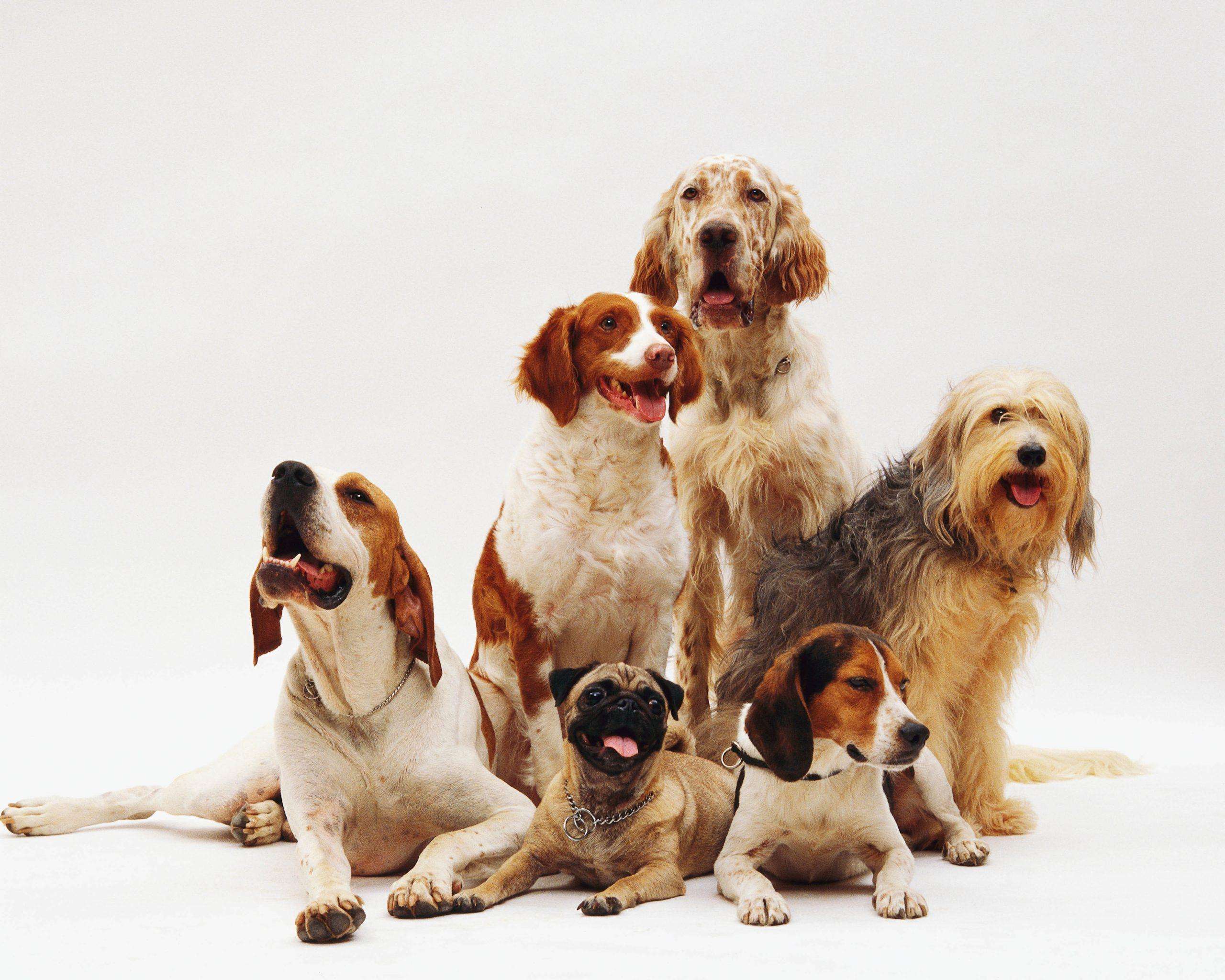 Mantrailing, une activité de pistage qui participe à l&rsquo;équilibre de son chien
