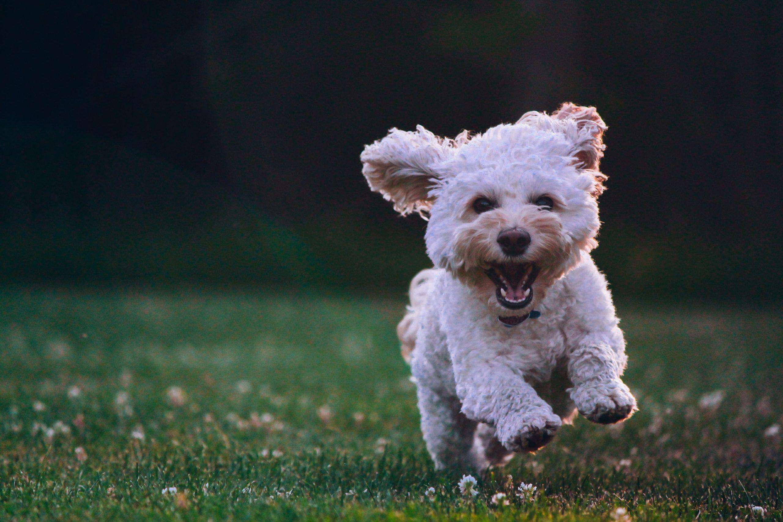 Le canicross, un sport canin fait pour vous?