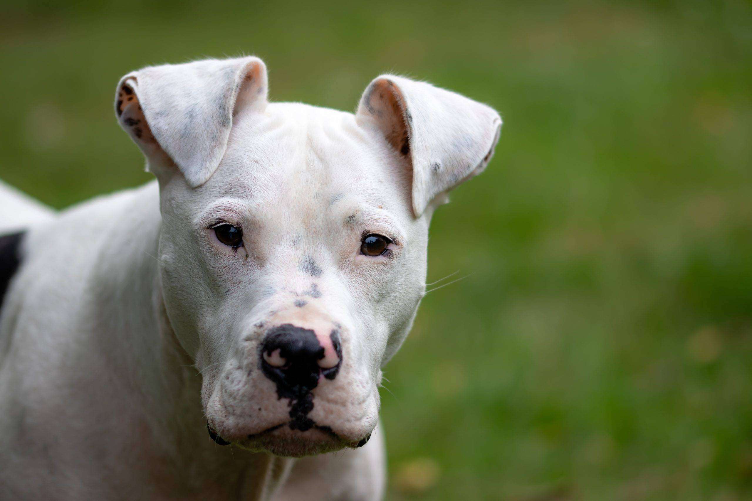 Le pitbull un chien dangereux par nature?