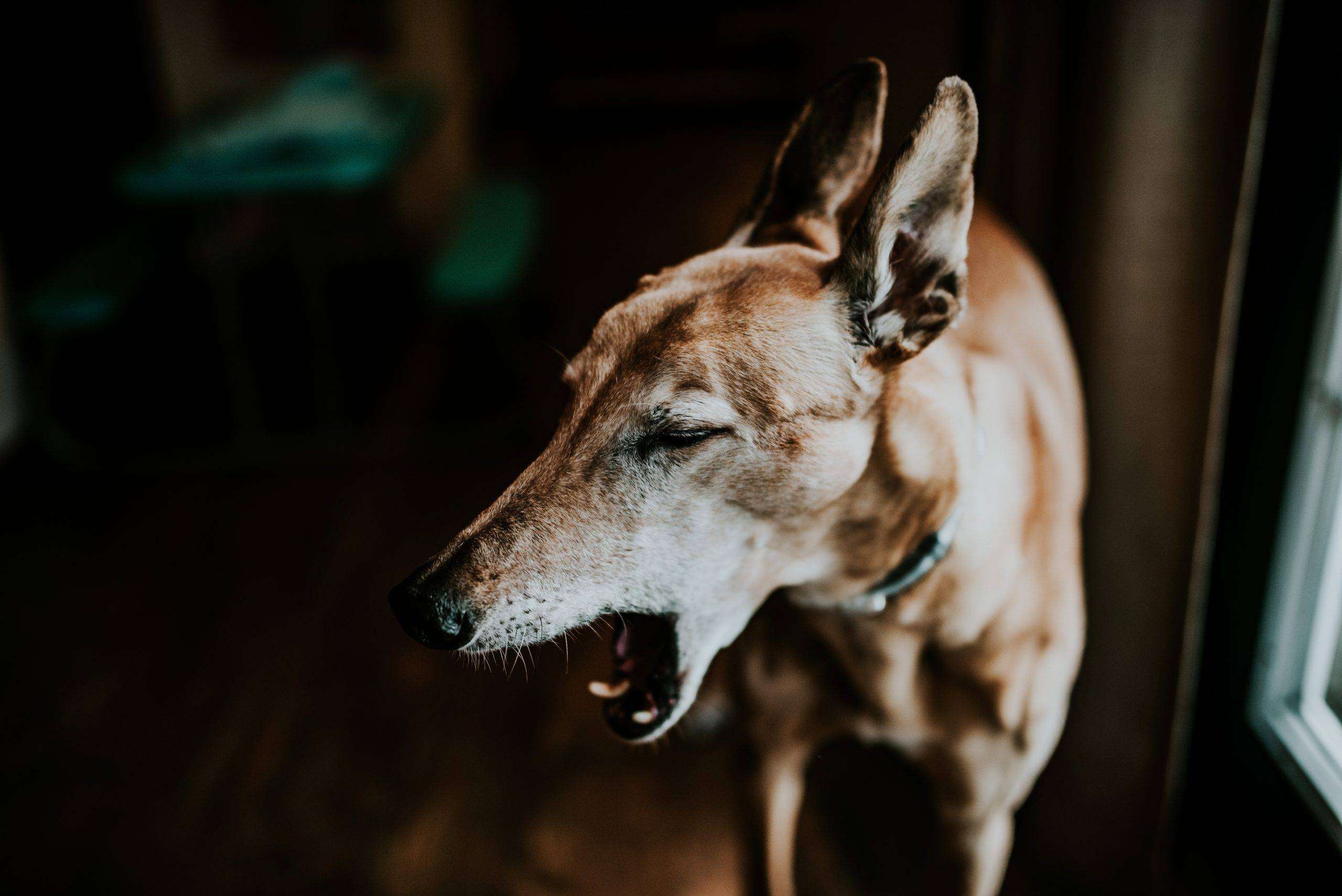 Communiquer avec son chien grâce aux signaux d’apaisements