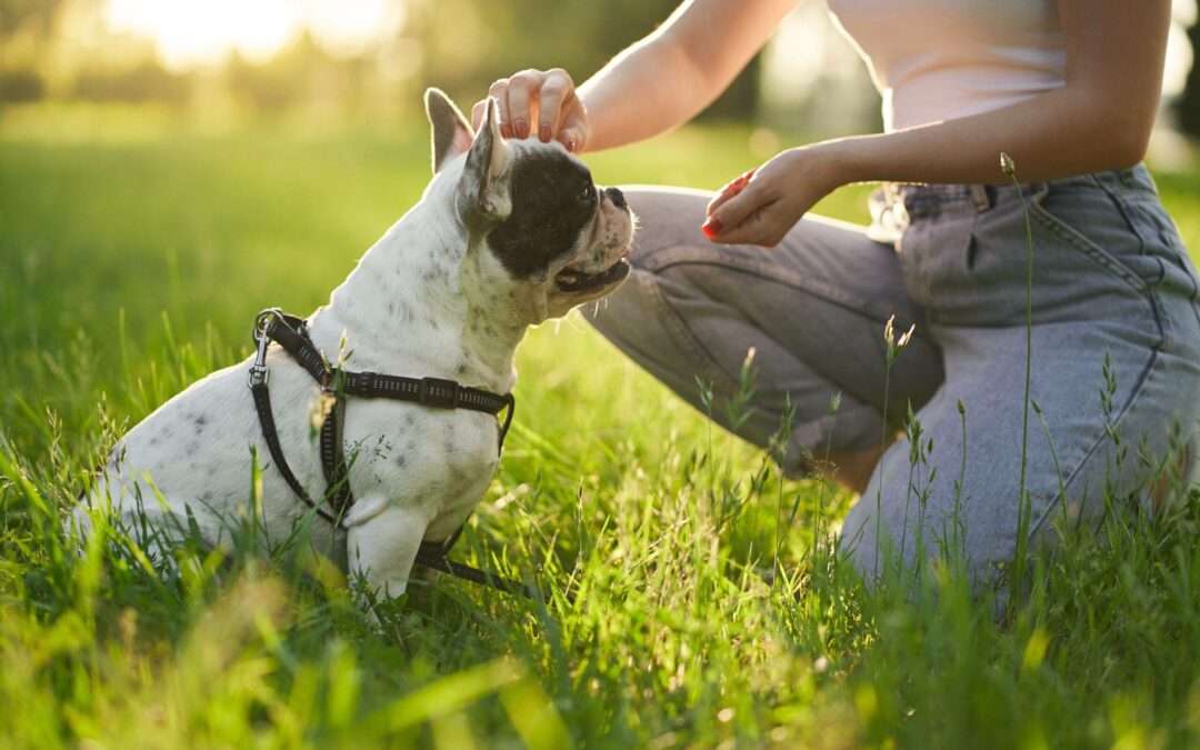 Médical Training, la solution pour soigner son chien sans stress