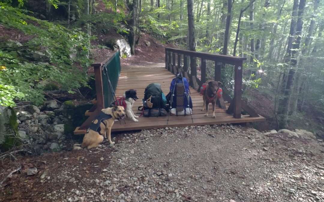 trek, chien, aventure, randonnée, sac à dos